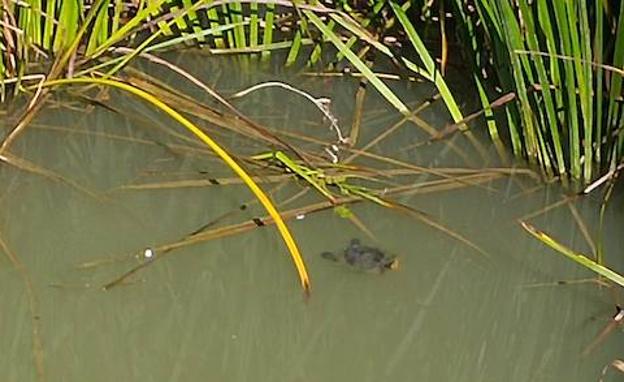 Las tortugas de Florida toman el Carrión