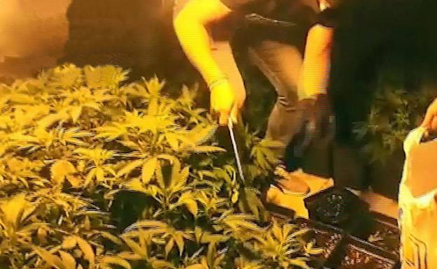 Dimite un concejal de Granada al que pillaron con 355 plantas de marihuana en su propiedad