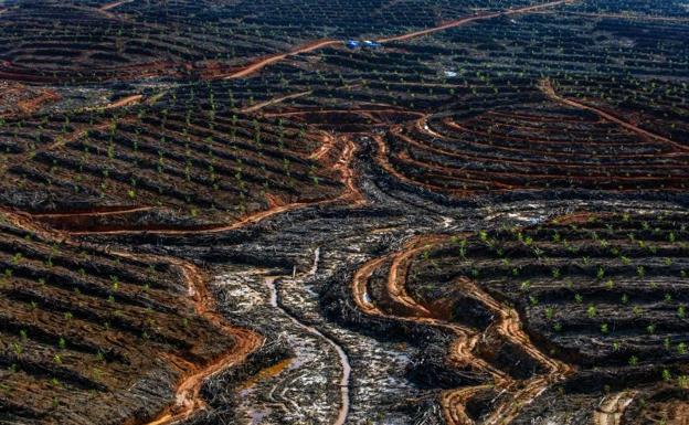 Greenpeace acusa a 25 compañías de aceite de palma de deforestar 1.300 km2 de selva