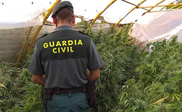 Investigada una mujer tras hallar marihuana en una parcela anexa a su casa
