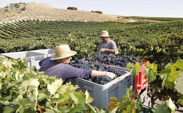 Las expectativas de una gran vendimia en Castilla y León provocan el efecto llamada de jornaleros