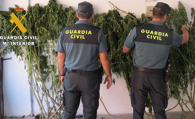 La Guardia Civil descubre 5 plantas de marihuana ocultas en un remolque