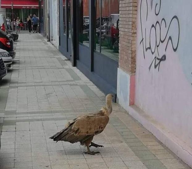 Un buitre se posa en pleno centro de Palencia y genera expectación entre los vecinos