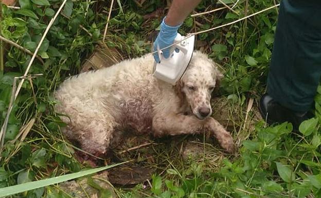 22 propietarios denunciados por falta de vacunación y desparasitación en Burgos en la Operación Can de agosto