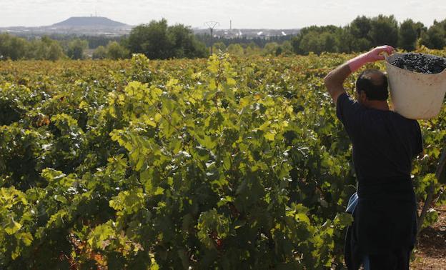 La cosecha en la DO Cigales alcanza ya los dos millones de kilos con la previsión de llegar hasta ocho