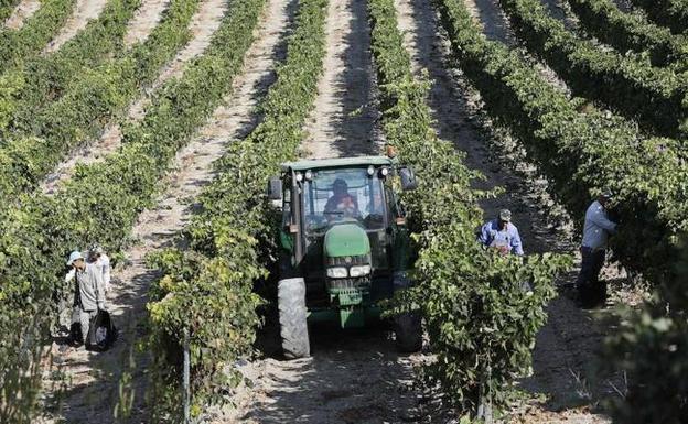 Dos mesas de trabajo velarán por la situación laboral de los temporeros en Ribera del Duero