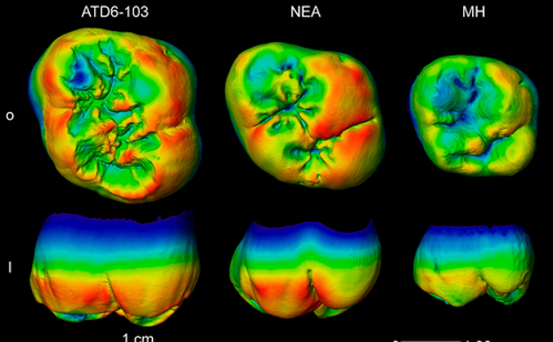 Dos estudios de dientes fósiles apuntan a unas profundas raíces neandertales en Europa