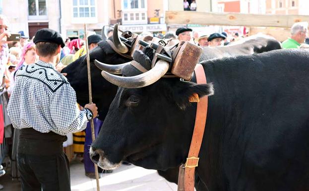 Diputación estudiará habilitar una línea de ayudas para proteger la vaca serrana y se compromete con el Ecomuseo de Quintanar