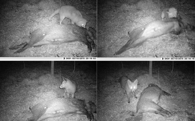 Los pequeños carnívoros pueden ser los más destructores