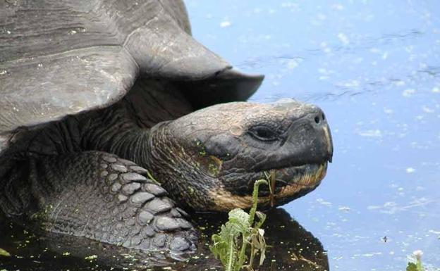 Investigan el robo de 123 crías de tortugas en las islas Galápagos