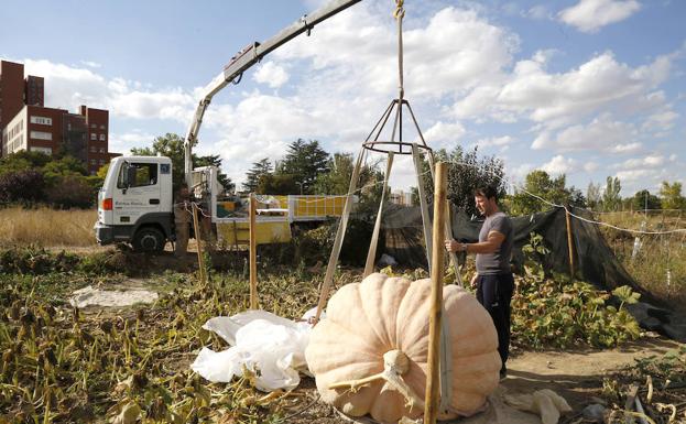 Necesitan hasta dos grúas para recolectar una calabaza de 600 kilos en Palencia