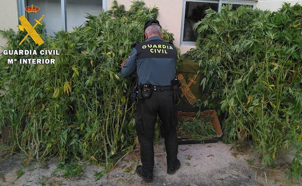 Incautan 10 plantas de marihuana y 1,1 kilos de cogollos en Merindad de Río Ubierna