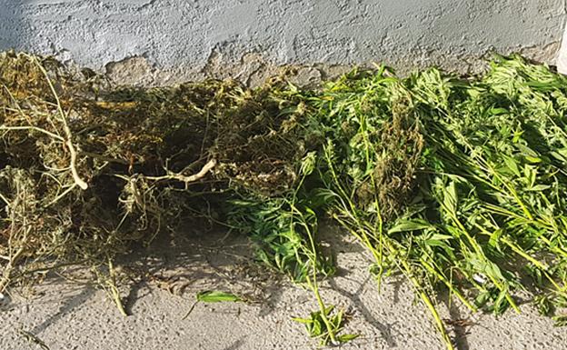 Guardia Civil descubre un secadero de marihuana, con 39 plantas, en Valle de Tobalina