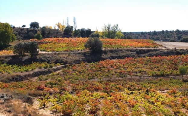 La vendimia superará los 303 millones de kilos de uva, el 74% más que en 2017