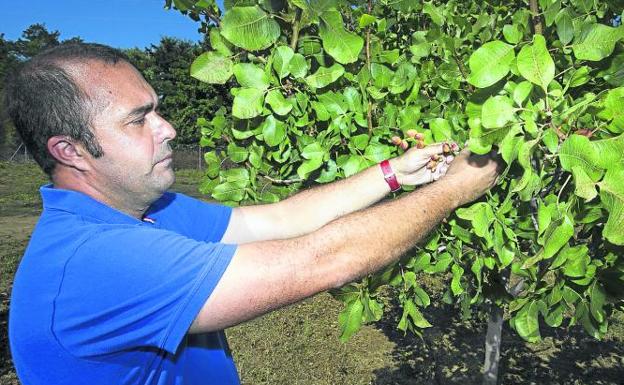 El alto precio del pistacho y la almendra impulsa su cultivo en Castilla y León