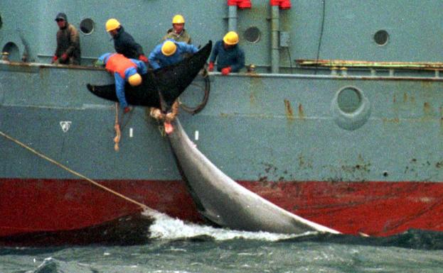 Japón reanuda su caza de ballenas