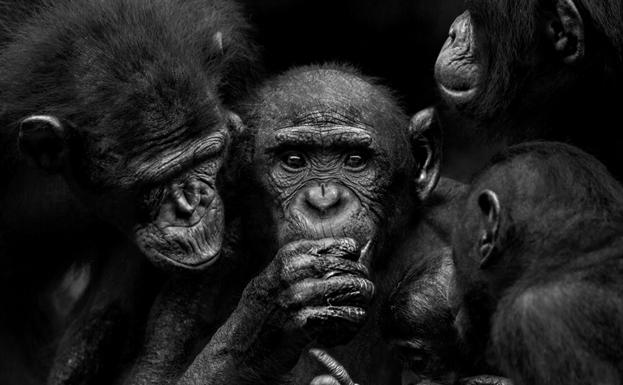 Una exposición muestra en el MEH los retratos de grandes simios realizados por Isabel Muñoz