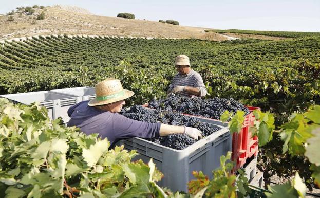 La vendimia culmina en Castilla y León con una cifra histórica de 306,5 millones de kilos de uva