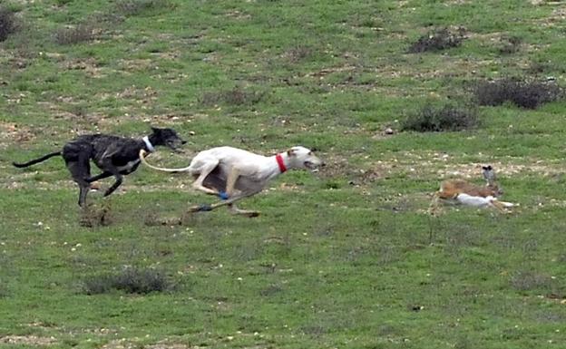 Confirman un caso de mixomatosis en la reserva que acogerá el Nacional de Galgos