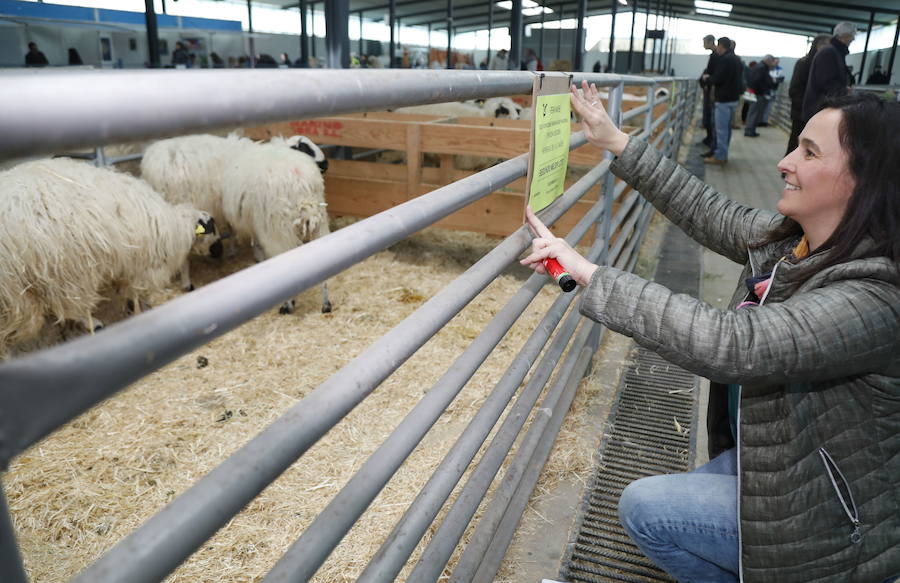 La raza churra lanza en Palencia un mensaje de socorro para ganar atractivo en el mercado