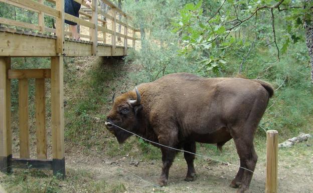 Aplazan el tratamiento veterinario a los bisontes de San Cebrián de Mudá