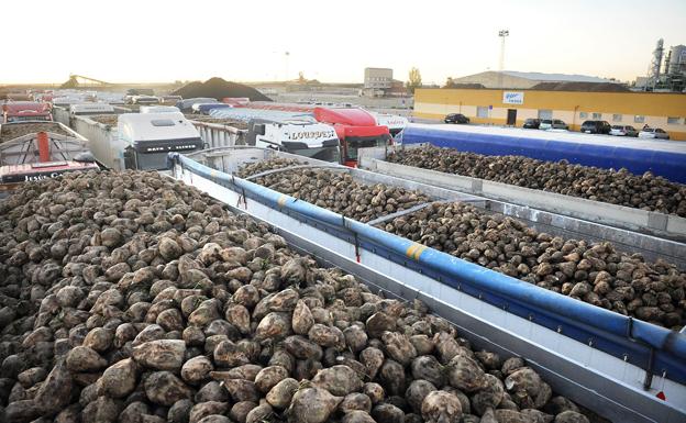 Los remolacheros de UCCL acuerdan no sembrar al precio ofertado por Azucarera- British Sugar