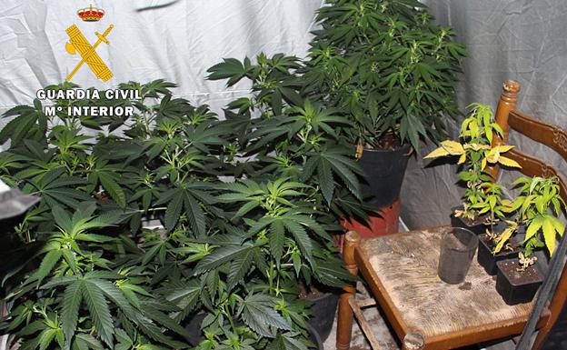 La Guardia Civil desmantela un cultivo clandestino de marihuana en el Alfoz de Burgos