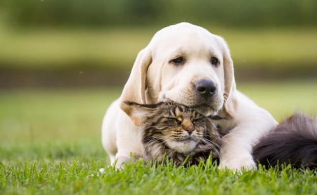 Reino Unido prohíbe la venta de cachorros de perros y gatos en tiendas