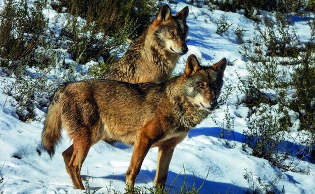 Castilla y León cobija en su territorio cerca de 2.000 ejemplares de lobo