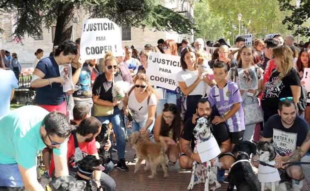 Libera! vincula la muerte del perro 'Cooper' al maltrato psicológico de la menor de la familia