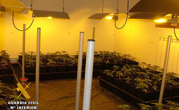 La Guardia Civil desmantela un laboratorio con 998 plantas de marihuana en Las Merindades