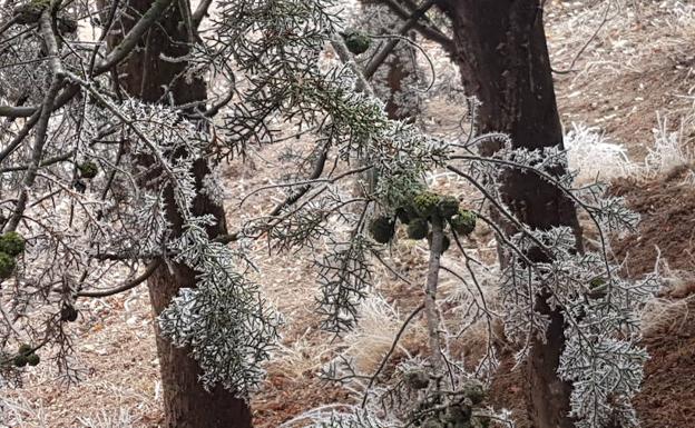 Aranda registra una de las mínimas más bajas de España, con -9,6º