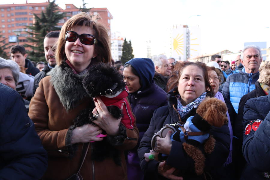 En imágenes, la bendición de los animales de San Antón