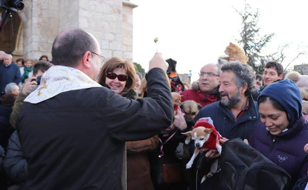 La bendición de San Antón a los animales, con dos grandes ausencias