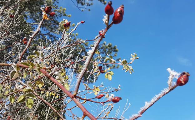 Palacios de la Sierra registra -5,4º, una de las diez temperaturas mínimas de España