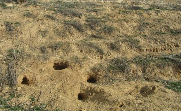 UCCL reclama medidas eficaces para controlar la plaga de conejos que afecta a la provincia de Burgos