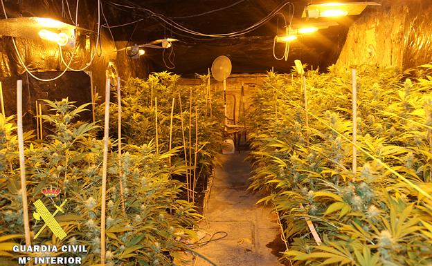 La Guardia Civil desmantela un laboratorio 'indoor' con 318 plantas de marihuana