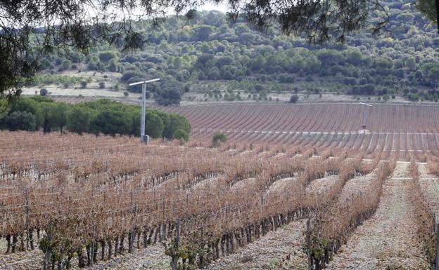 El Protocolo de Oporto busca apoyo de las bodegas de la DO Ribera del Duero contra el cambio climático