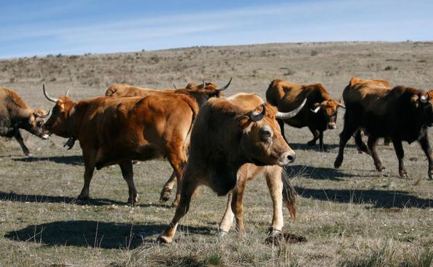 La única explotación de vacuno de la raza Frieiresa fuera de Galicia está en Soria