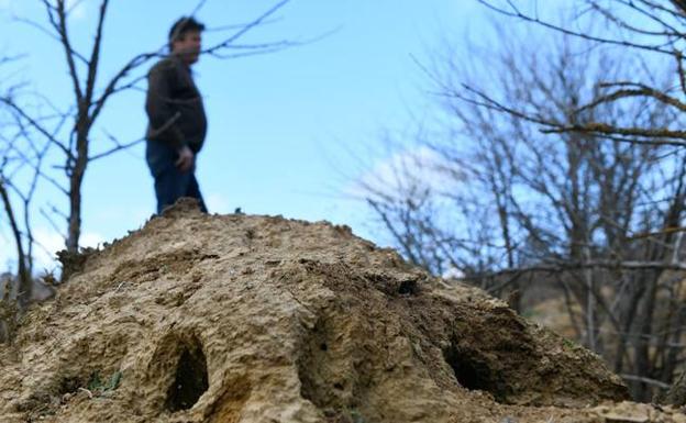 Los daños causados por los conejos en los cultivos de Castilla y León superan el millón de euros