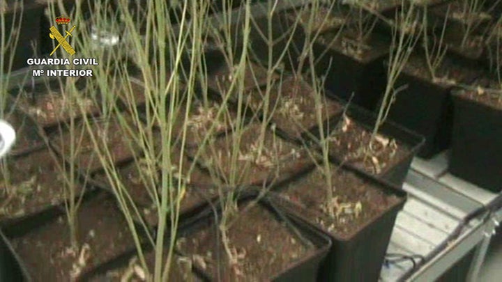 Operación contra el tráfico de marihuana