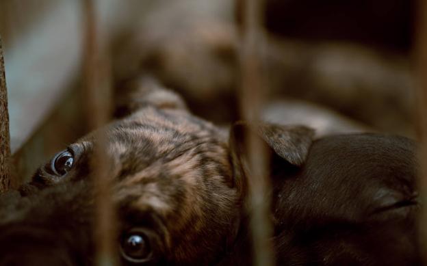 Galgos, pan duro y tierra llana