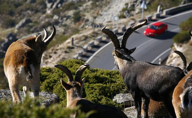 La fauna cinegética causa el 95% de los accidentes provocados por animales en Burgos