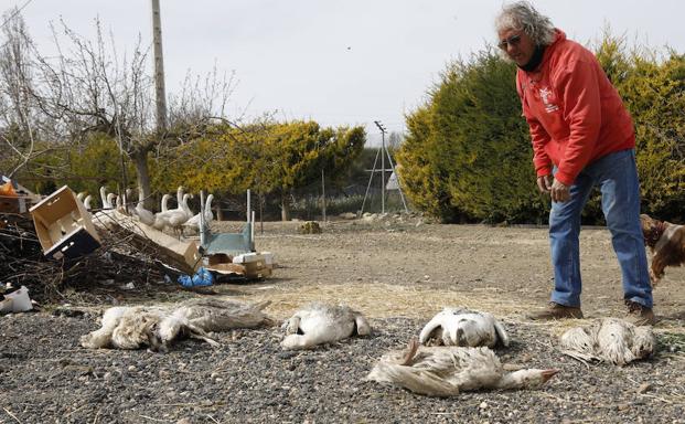 Roban y matan a las ocas amaestradas de Palencia