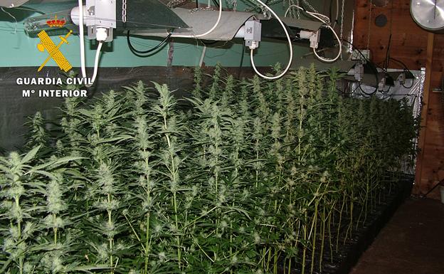 La Guardia Civil desmantela un laboratorio 'indoor' de marihuana con 1.042 plantas en Las Merindades