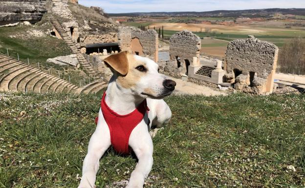 Pipper, el perro influencer, llega a Burgos