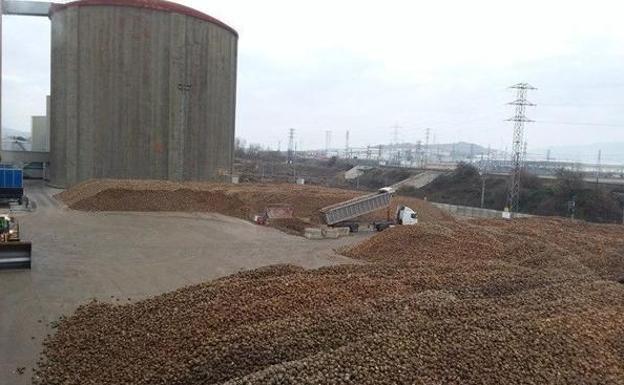 Azucarera finaliza la campaña remolachera en Miranda con 335.000 toneladas de remolacha molturada