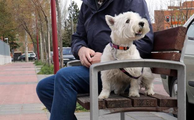 Un juez de Valladolid fija la custodia compartida de un perro tras una separación de pareja