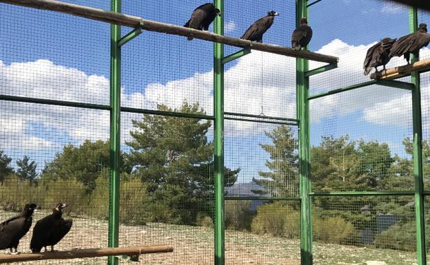 El Proyecto Monachus introduce nueve buitres negros en la jaula de aclimatación de Huerta de Arriba