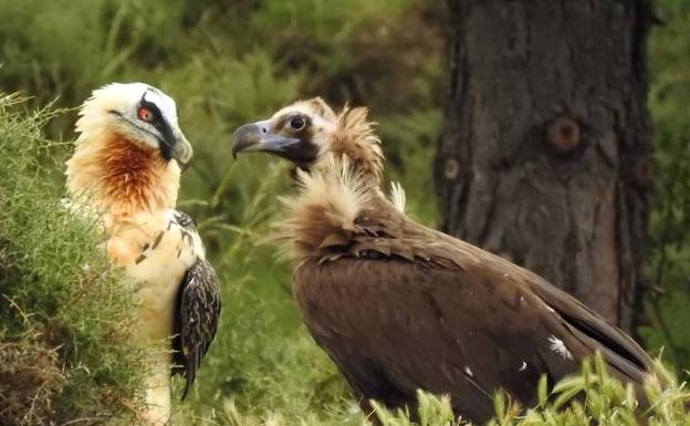 Grefa comienza a estudiar la reintroducción del quebrantahuesos en la Demanda tras el éxito con el buitre negro